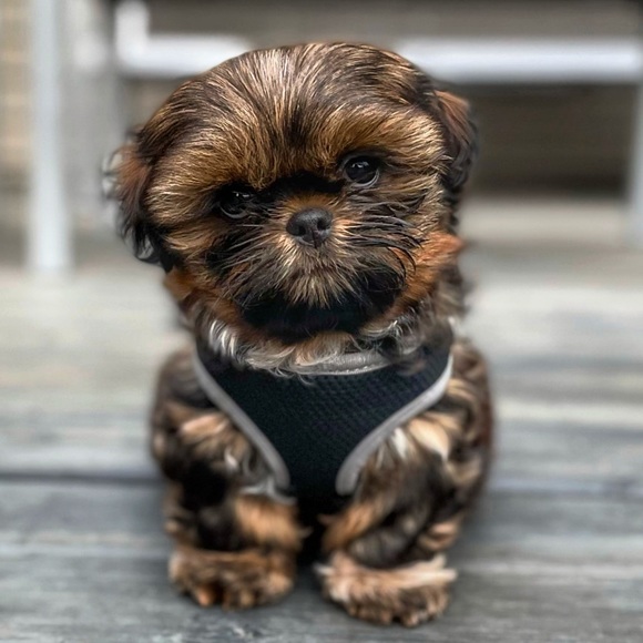 Top Paw® Mesh Dog Harnes - Picture 1 of 1